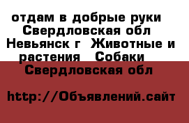 отдам в добрые руки - Свердловская обл., Невьянск г. Животные и растения » Собаки   . Свердловская обл.